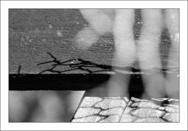 Tesařík stínový-nešlapat