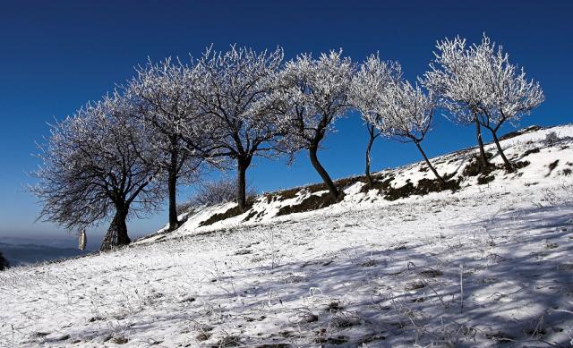 A04-2 Stromovník (Zima)