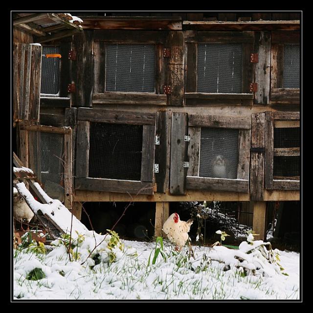 D04 Zátiší pozdního podzimu