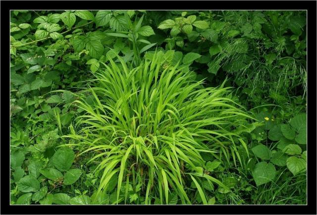 L13 Zelená tráva II