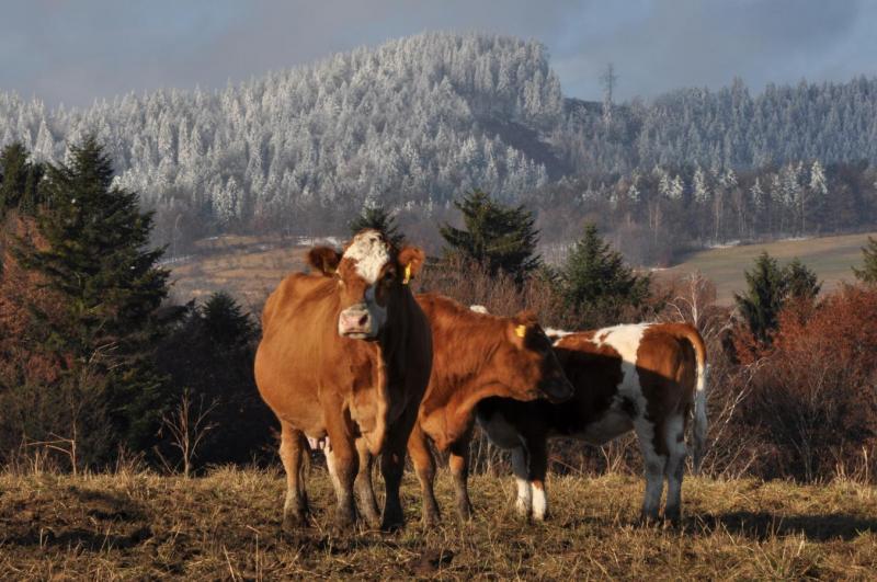 e15 Kravky z Lidečka.