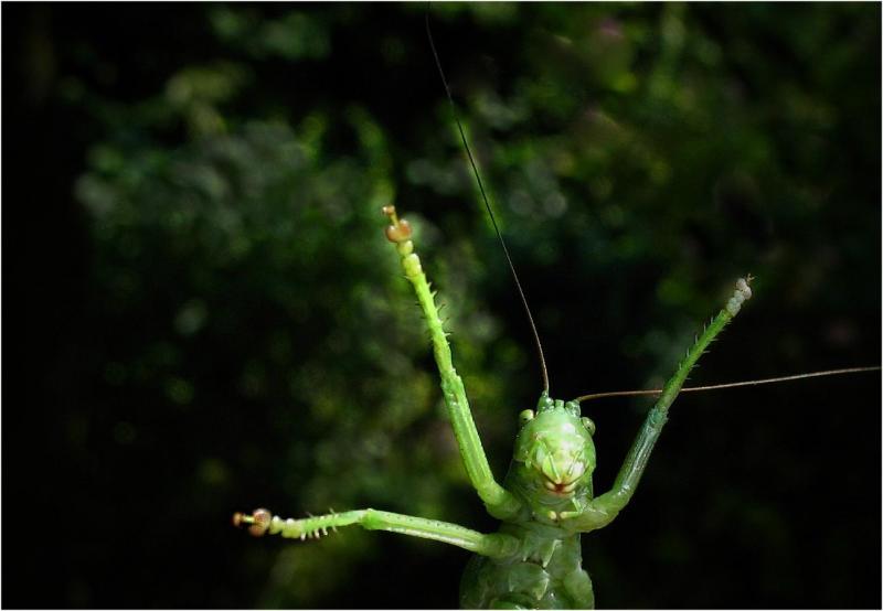 e31 Všechny zdravím...