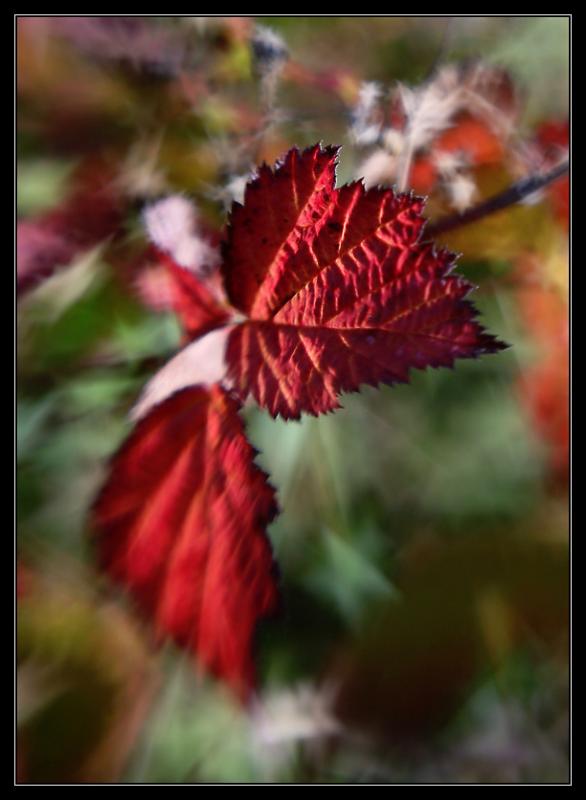 g05 Podzimní hvězdné úlety