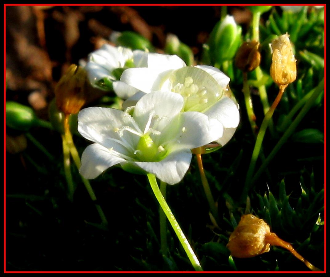 j21 Květ