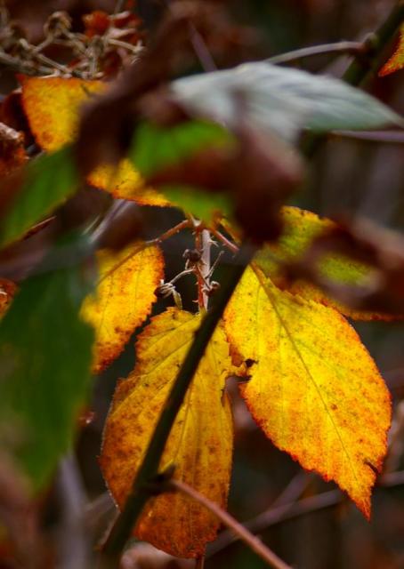 Bye bye, podzimu, a už myslím na zimu...