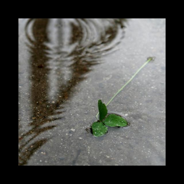 Sychravo a trojlístek