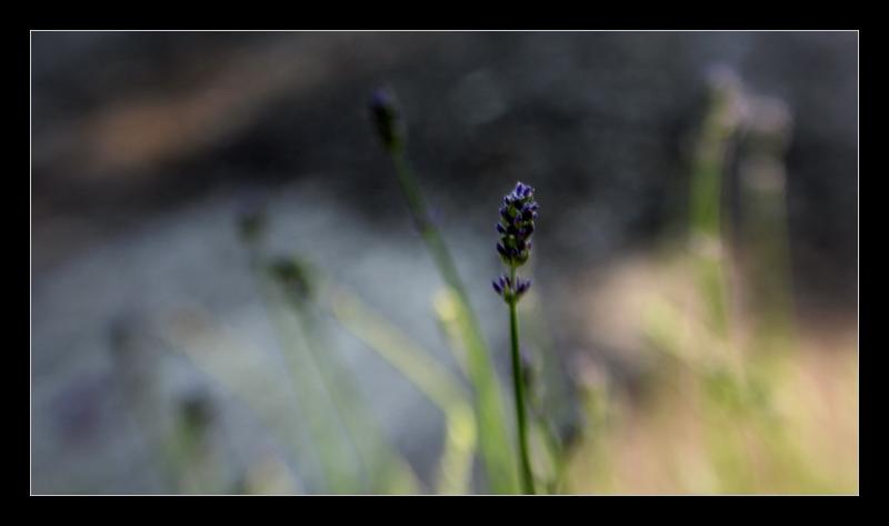 v23 Levandulové jazýčky v aspiku