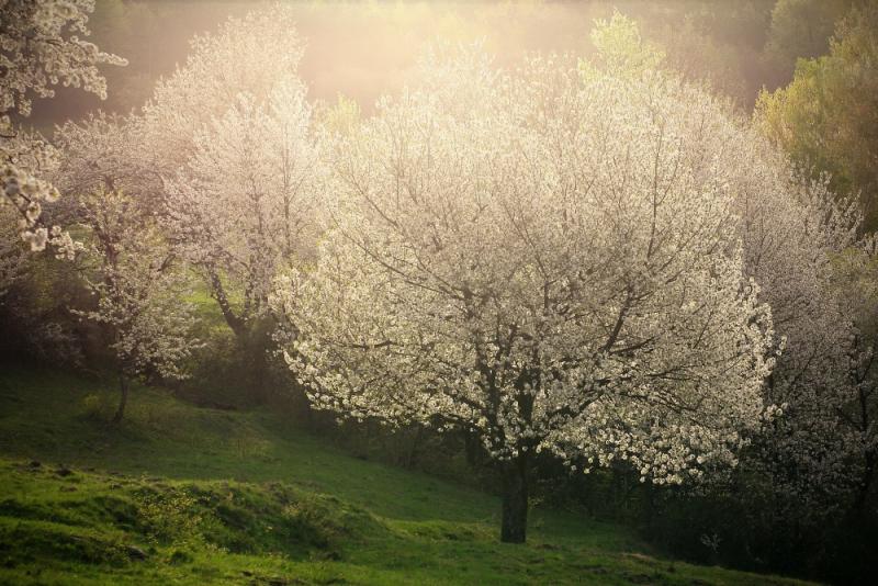 w05 Třešňové ráno