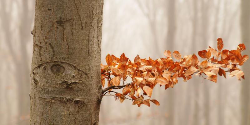 w29 Oko lesního ducha