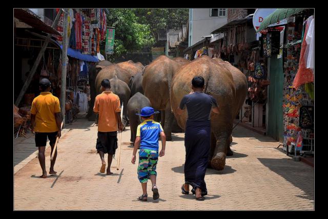 G16 Sloni na tržnici