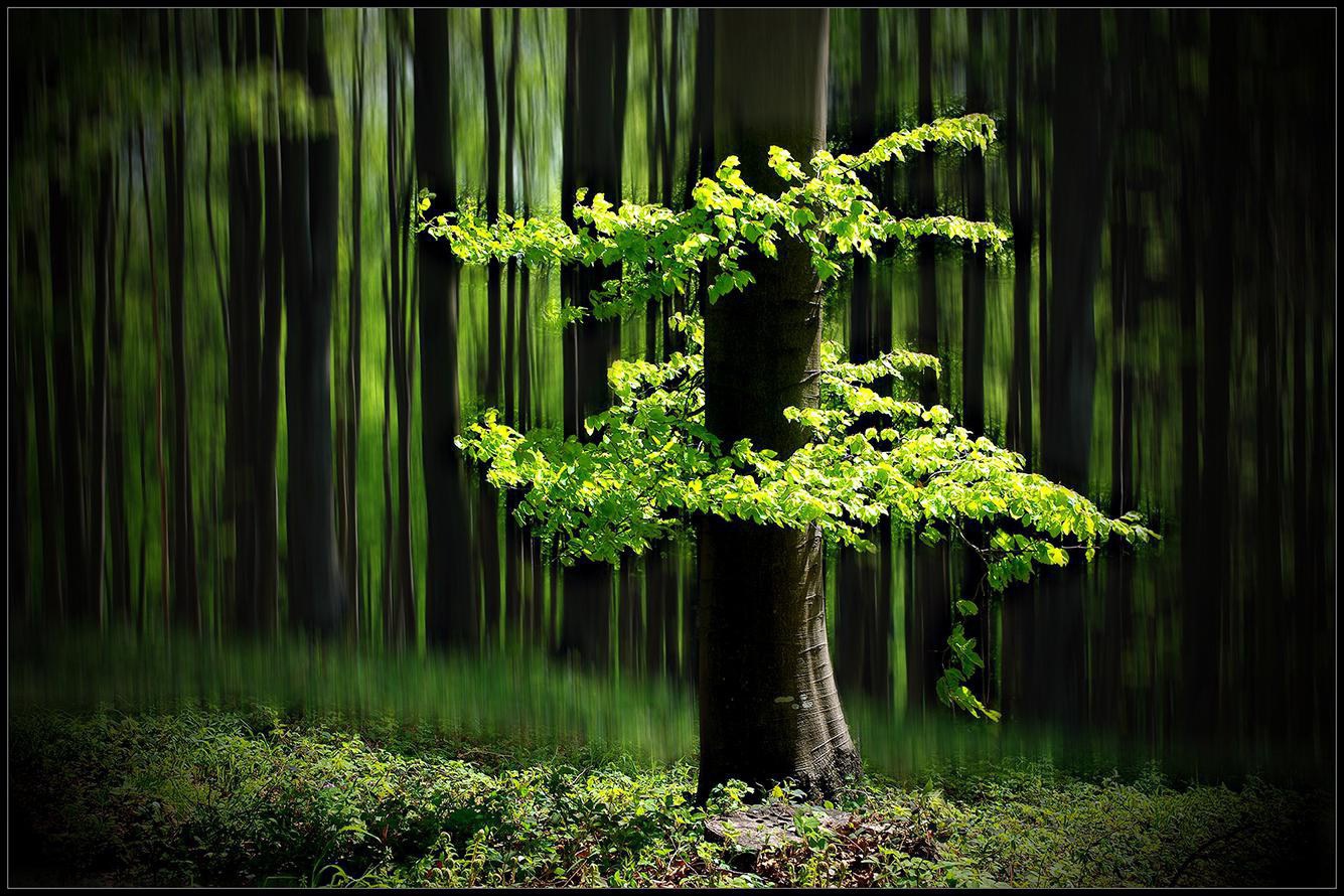 I12 Ráno na kraji lesa..