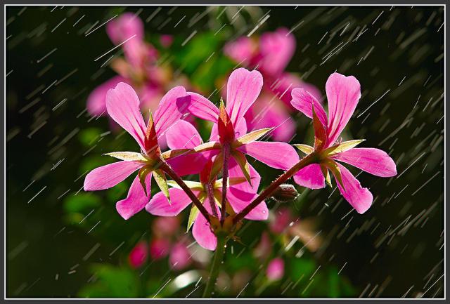 N21-Jarní deštík..