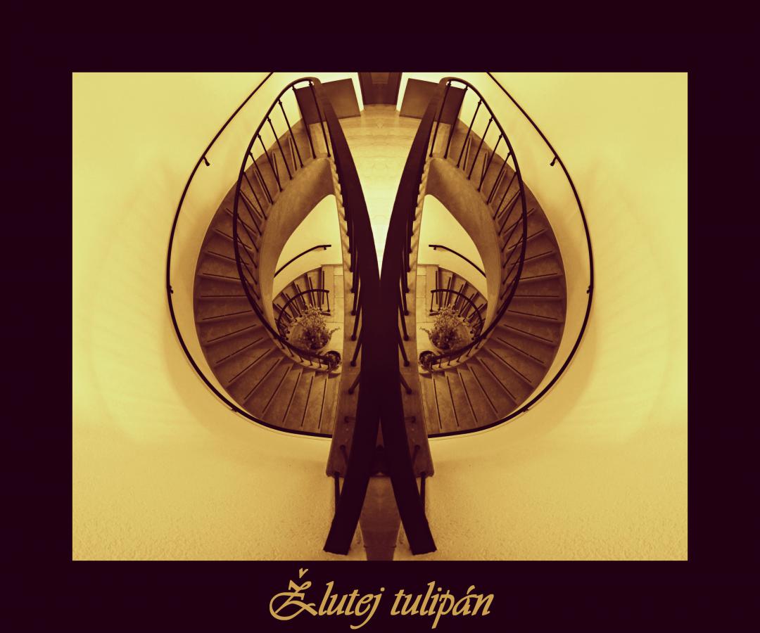 R01-Žlutej tulipán