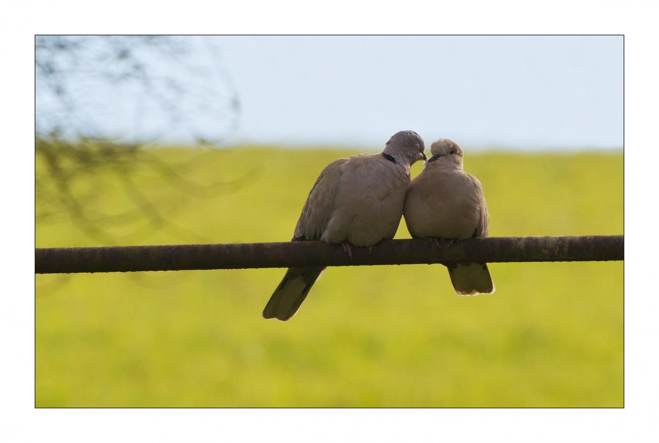 1605_04 Zamilovaní...  II.