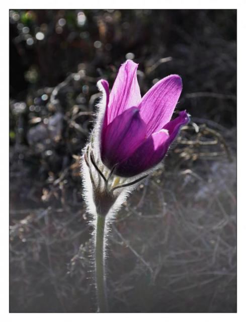 1606_13 Chlupatá...