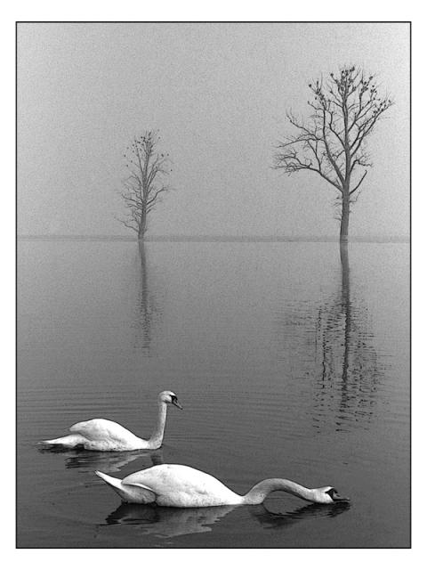 11_Martin_Skrivanek_Labute