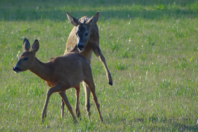 06b_Elena_Valerianova_Srnci_rije_pockej_jeste