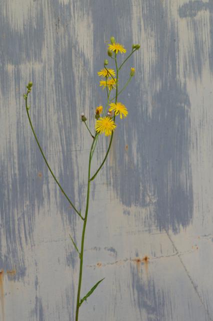 04b_Zdenka_Zichovska_Jen_tak_II