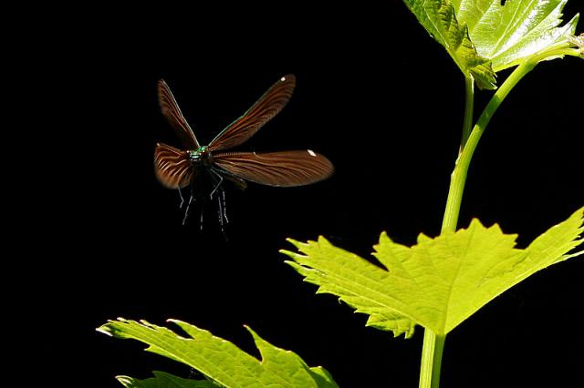 01_Tomas_Novotny_Motylice