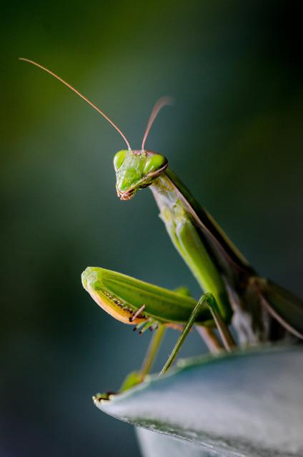 09_Jakub_Vala_Kudlanka