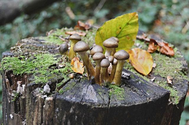 14_Zdenek_Herrman_Vaclavky