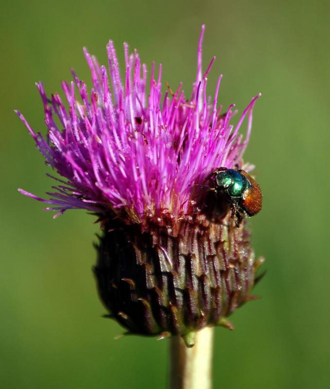 1810_14 Život na bodláku