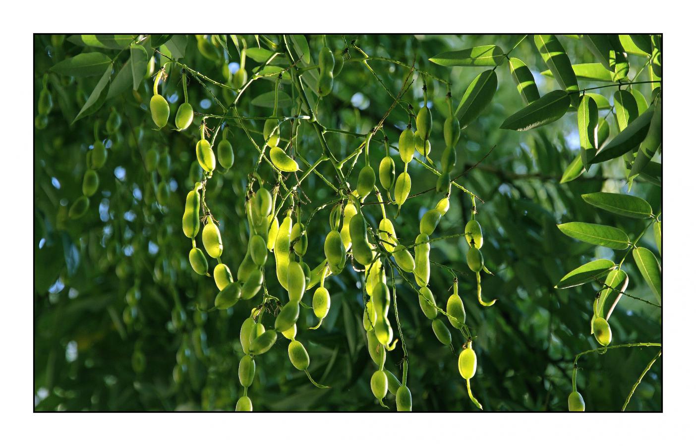 1811_17 Ranní slunce