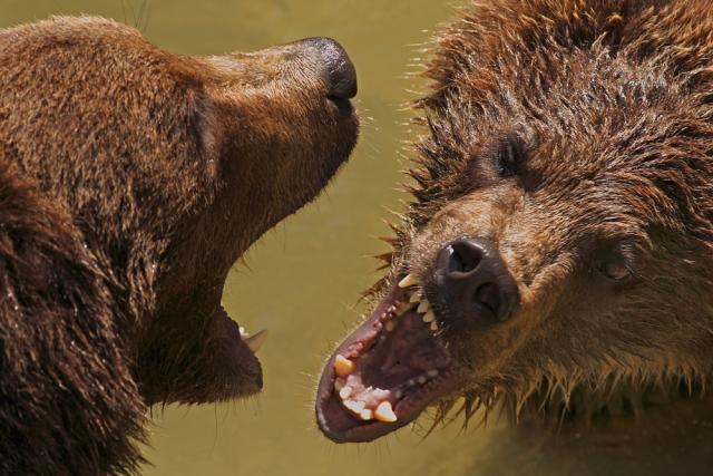 OVESNÝ Jan - Rváči