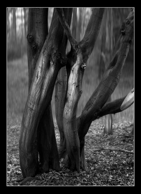 NOVOTNÝ František -  Kompozice