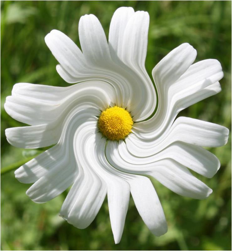 1912_10 Tančící sedmikráska