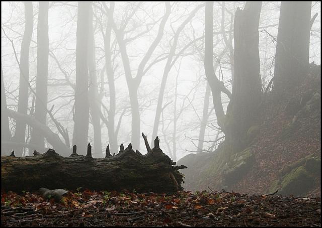 OLŠÁK Miroslav - Prapraprahousenka