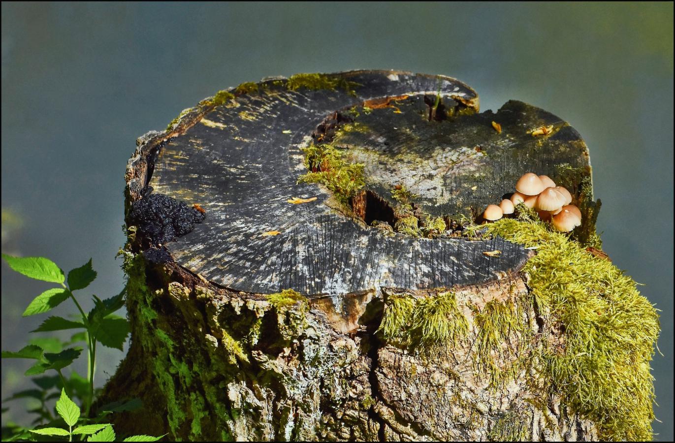 2001_10 Příroda sobě...