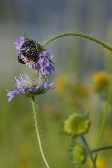 DUCHOŇ Zbyněk - Sladká květina