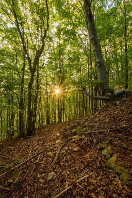 Posledné lúče v tajomnom lese