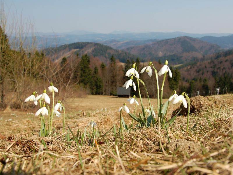 2104_02 Jaro na Kohútce