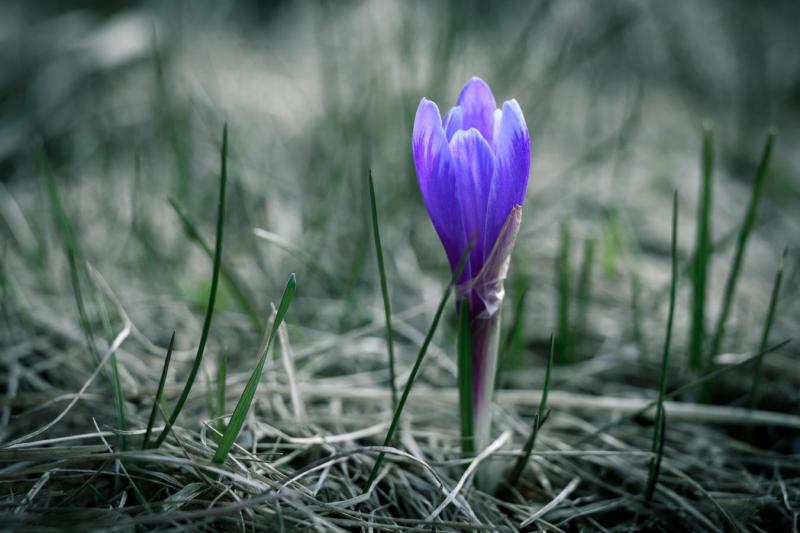 2104_11 Lačnovské šafrány I