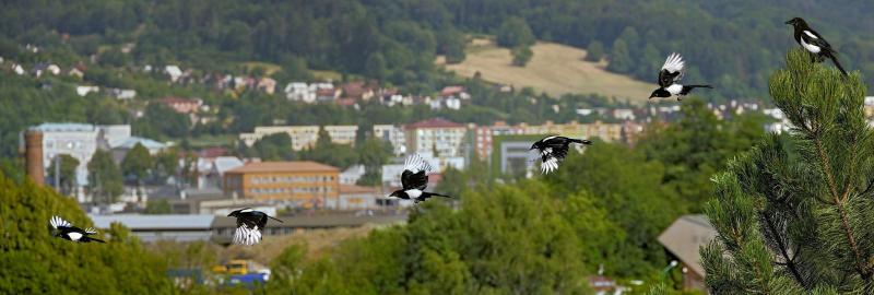 2310_16 Pohled z mého okna