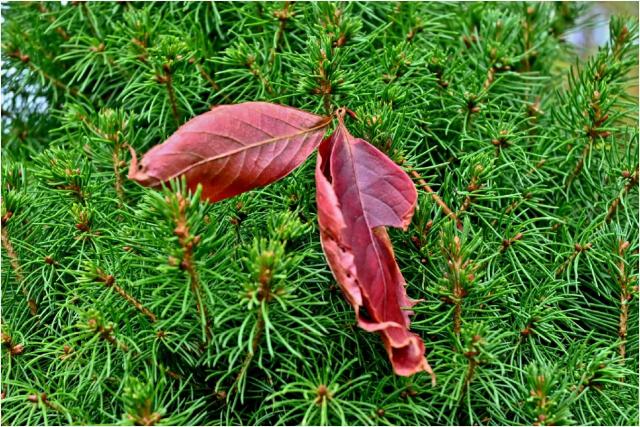 2410_13 Podzim na zahradě