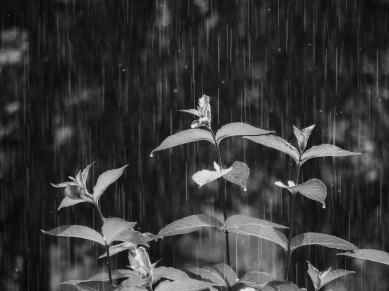 2506_19 Zahradnický déšť