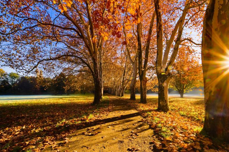 2511_08 Cesta alejí