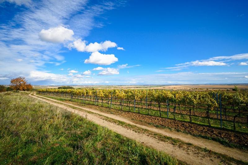 2511_09 Mezi vinohrady