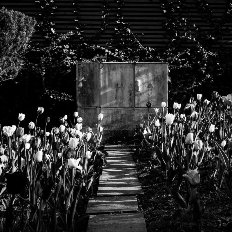 2601_33 Záhon s tulipány