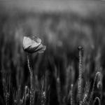 2602_32 Životní cyklus