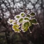 2603_22 První mráz