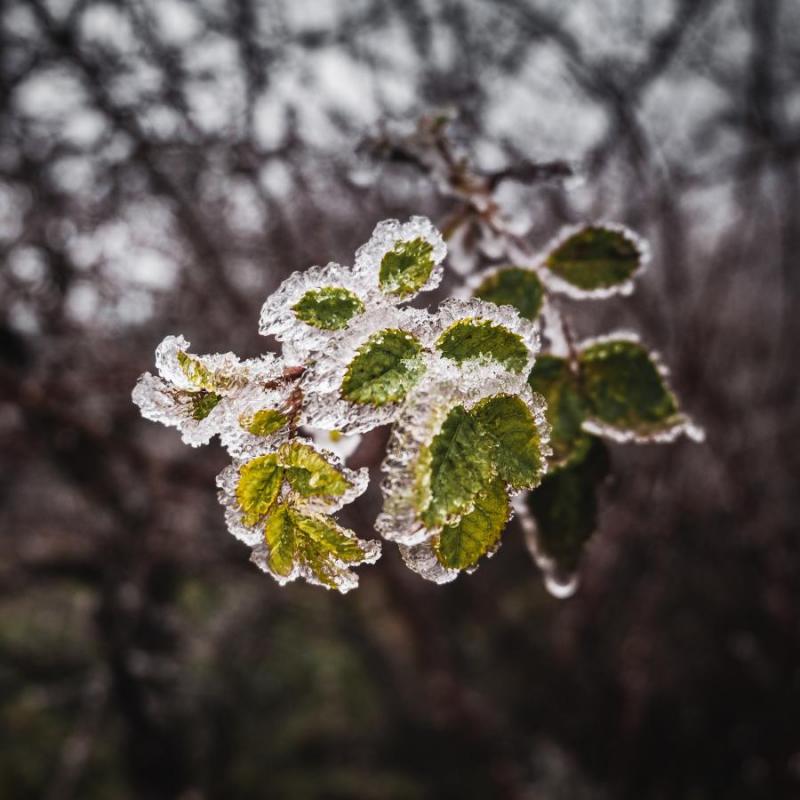 2603_22 První mráz