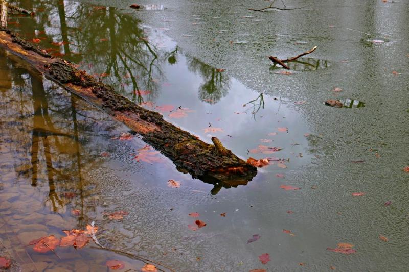 2603_32 Krokodýl v ledu 2