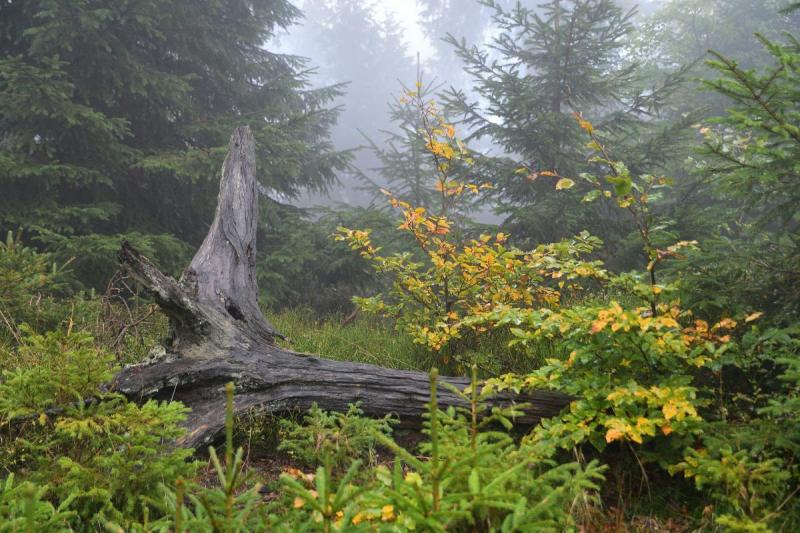 Podzim v Jeseníkách IV