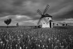 Winmill