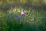 In the morning dew