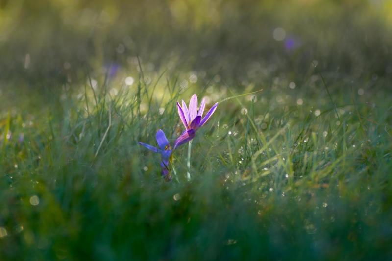 In the morning dew